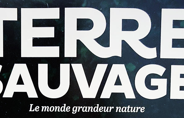 Le “Puffin’s fighting club” dans Terre Sauvage