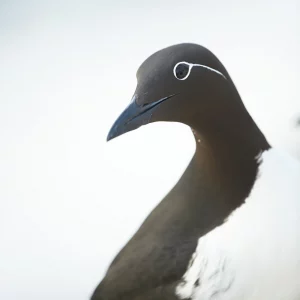 Douceur d'un portrait